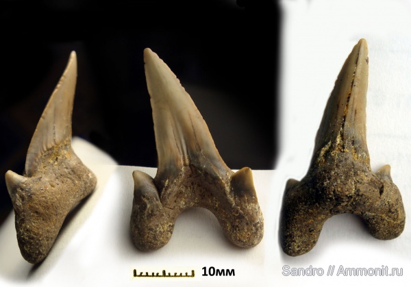 Cretoxyrhina, Cretoxyrhina denticulata