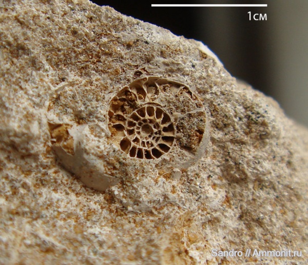Schloenbachia varians, Shloenbachia
