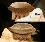 Polyrhizodus concavus