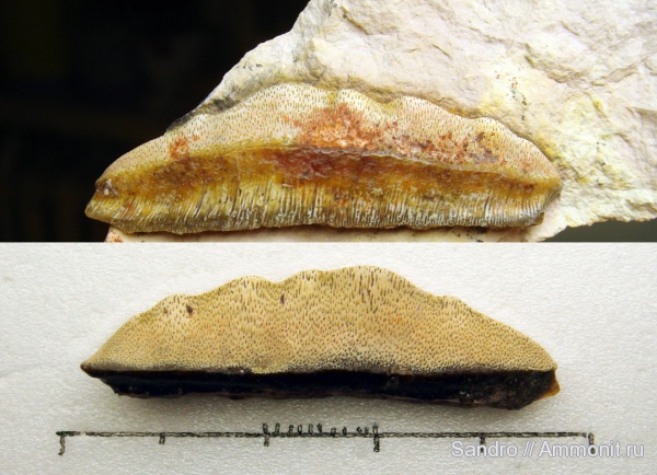 Paracymatodus