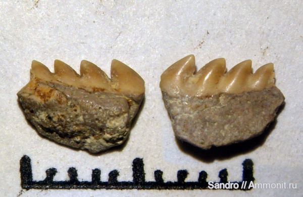 Notorhynchus, Notidanidon