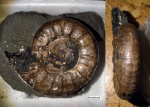Kachpurites fulgens