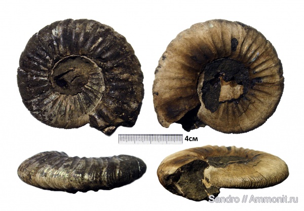 Virgatites, Virgatites gerassimovi