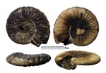 Virgatites gerassimovi Virgatites gerassimovi