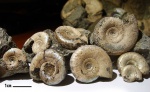 кальцитовые Kachpurites fulgens