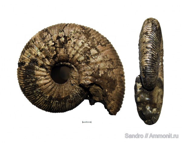 Virgatites, Virgatites larisae