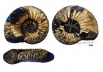 Virgatites gerassimovi Virgatites gerassimovi