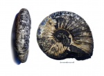 Virgatites gerassimovi Virgatites gerassimovi