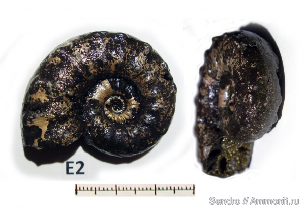Euaspidoceras