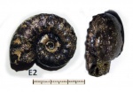 фрагмокон Euaspidoceras