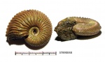 Cardioceras sp.  [37890048]