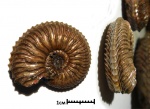 Cardioceras sp [37890008]
