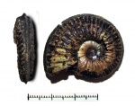 Amoeboceras sf. serratum