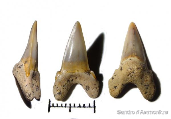 ?, Cretoxyrhina, Cretoxyrhinidae
