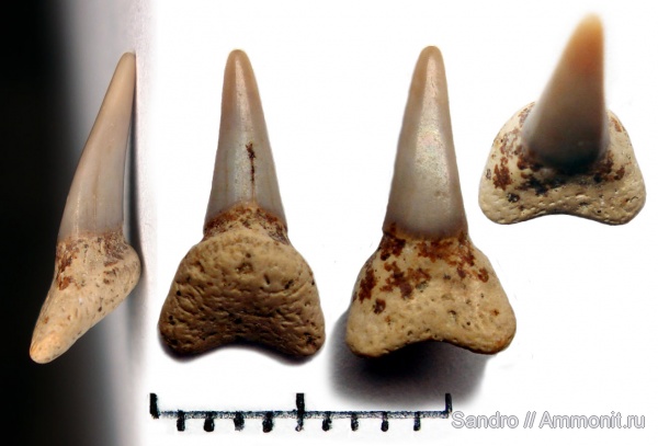 ?, Lamniformes