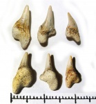 симфизные зубы Archaeolamna sp. симфизные зубы Archaeolamna sp.