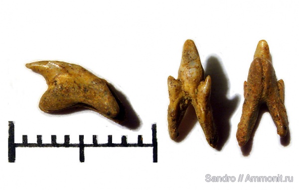Protolamna compressidens, Leptostyrax, Protolamna, Pseudoscapanorhynchus compressidens, Pseudoscapanorhynchus