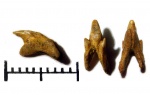 Pseudoscapanorhynchus Compressidens