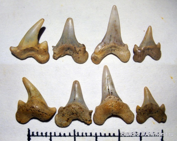 ?, Archaeolamna, Lamniformes