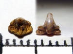 cf. Cederstroemia