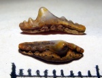 Synechodus cf. dubrisiensis