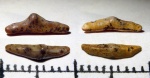 Lissodus levis