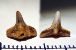 Squatina или Cederstroemia?