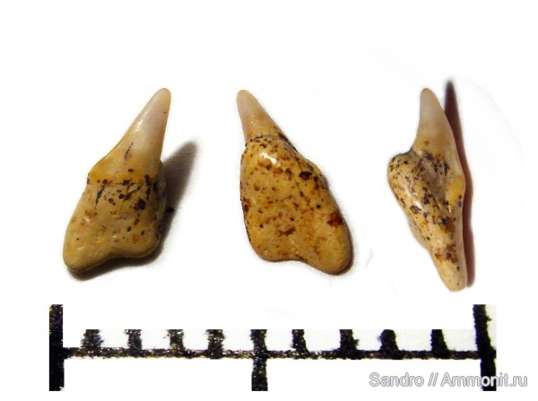 Lamniformes