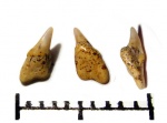 малютка Lamniformes sp.
