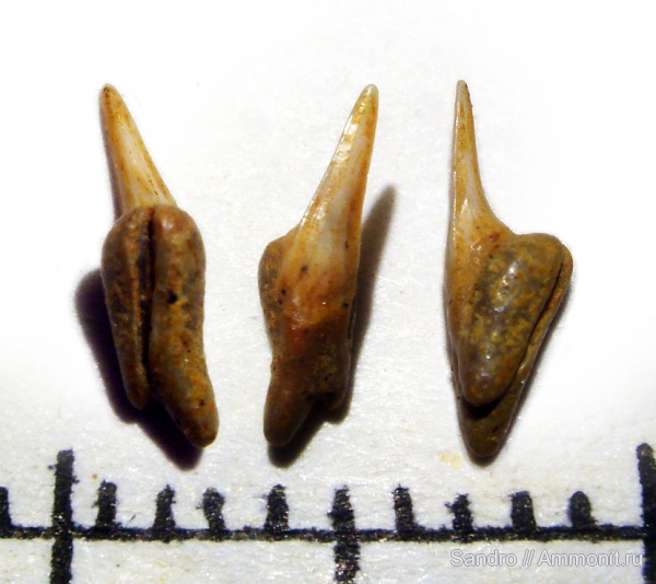 ?, Lamniformes, Odontaspididae
