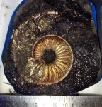 крупный Amoeboceras sp. с останками жилой камерой крупный Amoeboceras sp. с останками жилой камерой