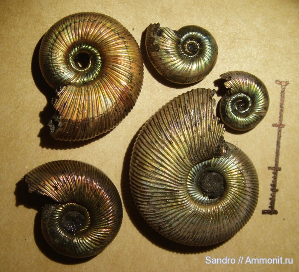 Perisphinctidae, Subdiscosphinctes