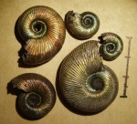 Perisphinctidae spp.