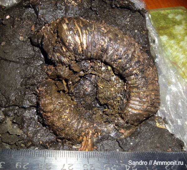 Perisphinctidae