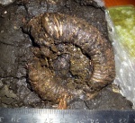 крупный Perisphinctidae с круглыми сечением оборота крупный Perisphinctidae с круглыми сечением оборота