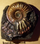 Amoeboceras alternoides