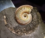 Amoeboceras