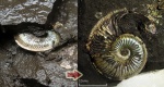 Amoeboceras до и после