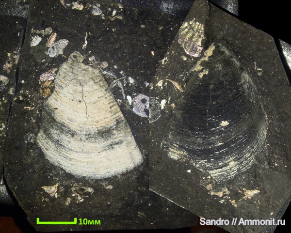 Euaspidoceras, аптихи, Laevaptychus, Aptychi