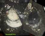 Аптих Euaspidoceras