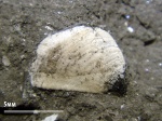 Аптих Mirosphinctes