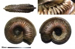 Amoeboceras transitorium