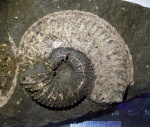 Amoeboceras serratum в глине