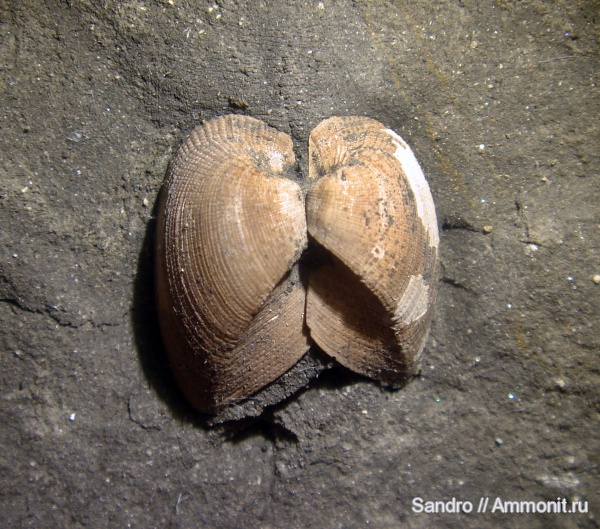Cosmetodon