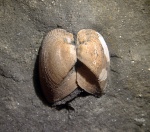 Cosmetodon ?