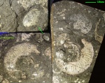 Отпечаток Mirosphinctes с ушком сифоном и аптихом. Отпечаток Mirosphinctes с ушком сифоном и аптихом.