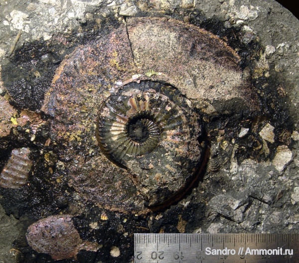Amoeboceras, Amoeboceras serratum
