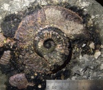 Макроконх Amoeboceras serratum в глине