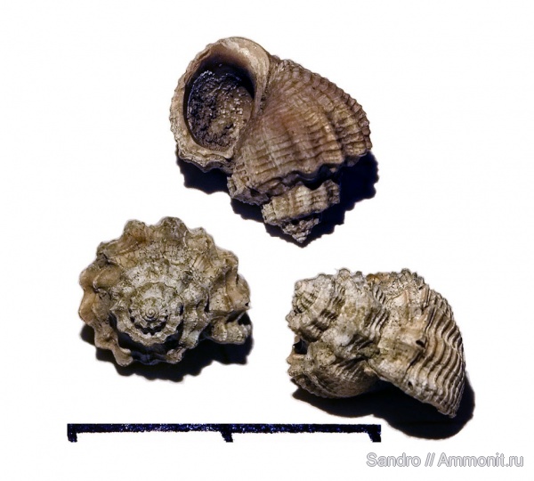 гастроподы, Purpurina, ?, purpurina plicata