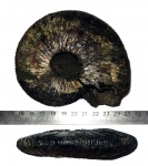 Virgatites gerassimovi